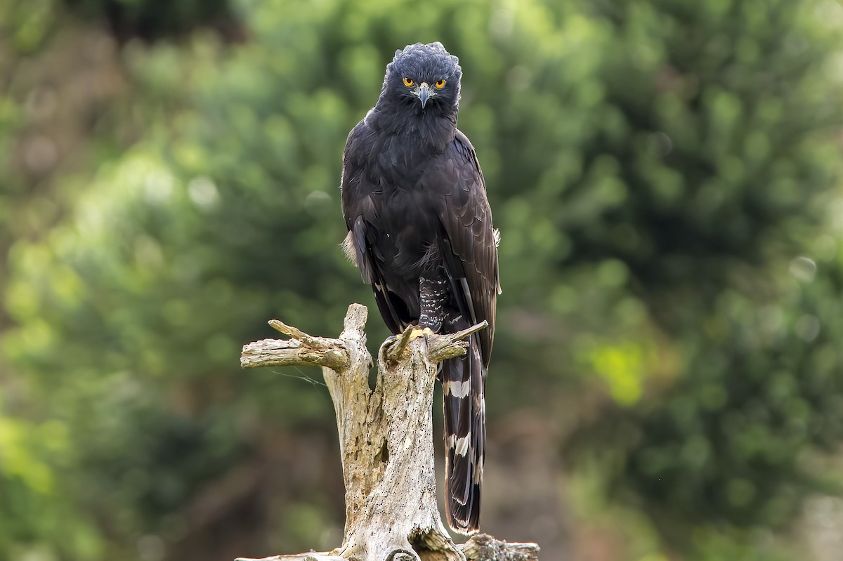 Чёрный хохлатый орёл - ML613759929