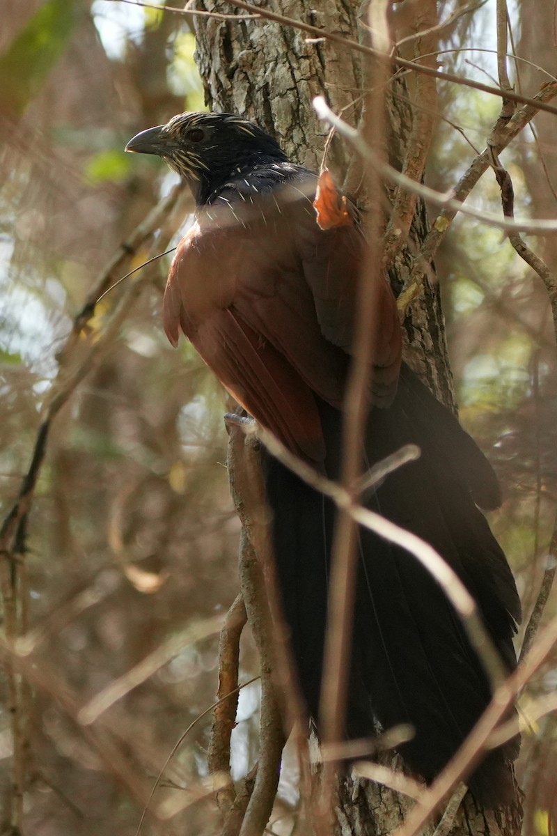 Malagasy Coucal - ML613759941