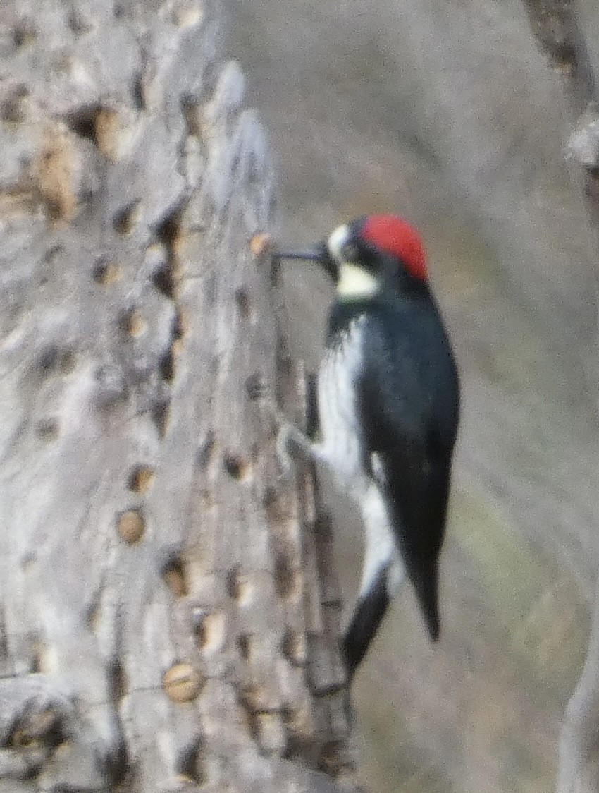 Acorn Woodpecker - ML613760335