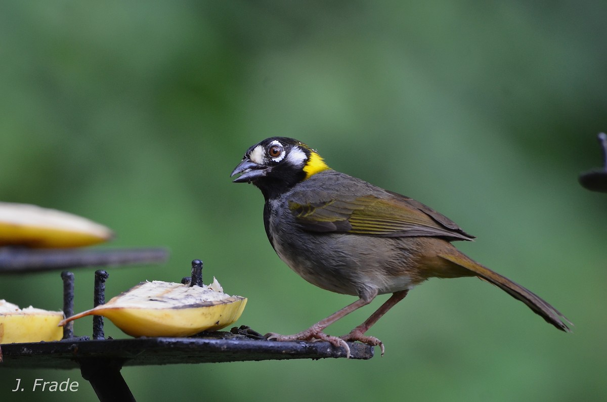 White-eared Ground-Sparrow - José Frade
