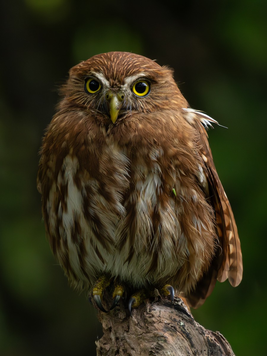 Ferruginous Pygmy-Owl - ML613760440