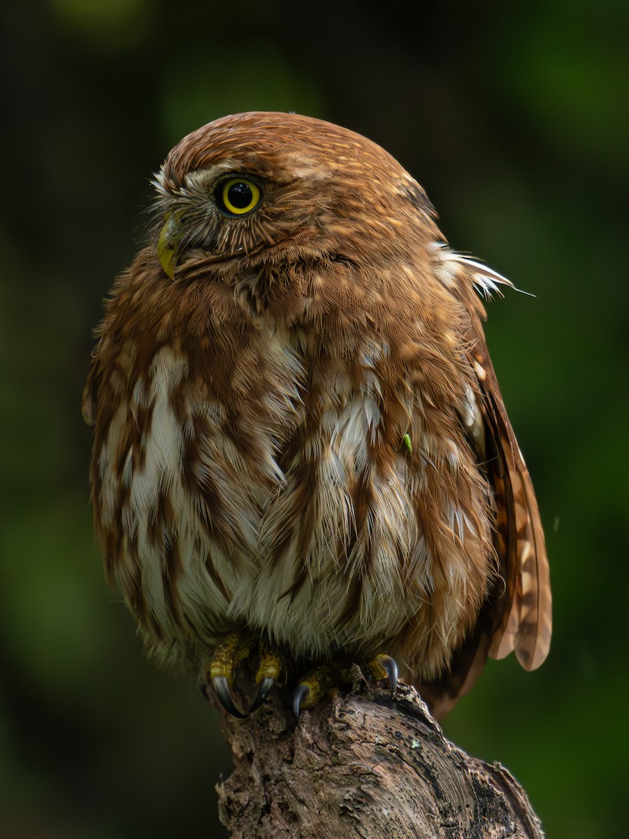 Ferruginous Pygmy-Owl - Christine Mazaracki