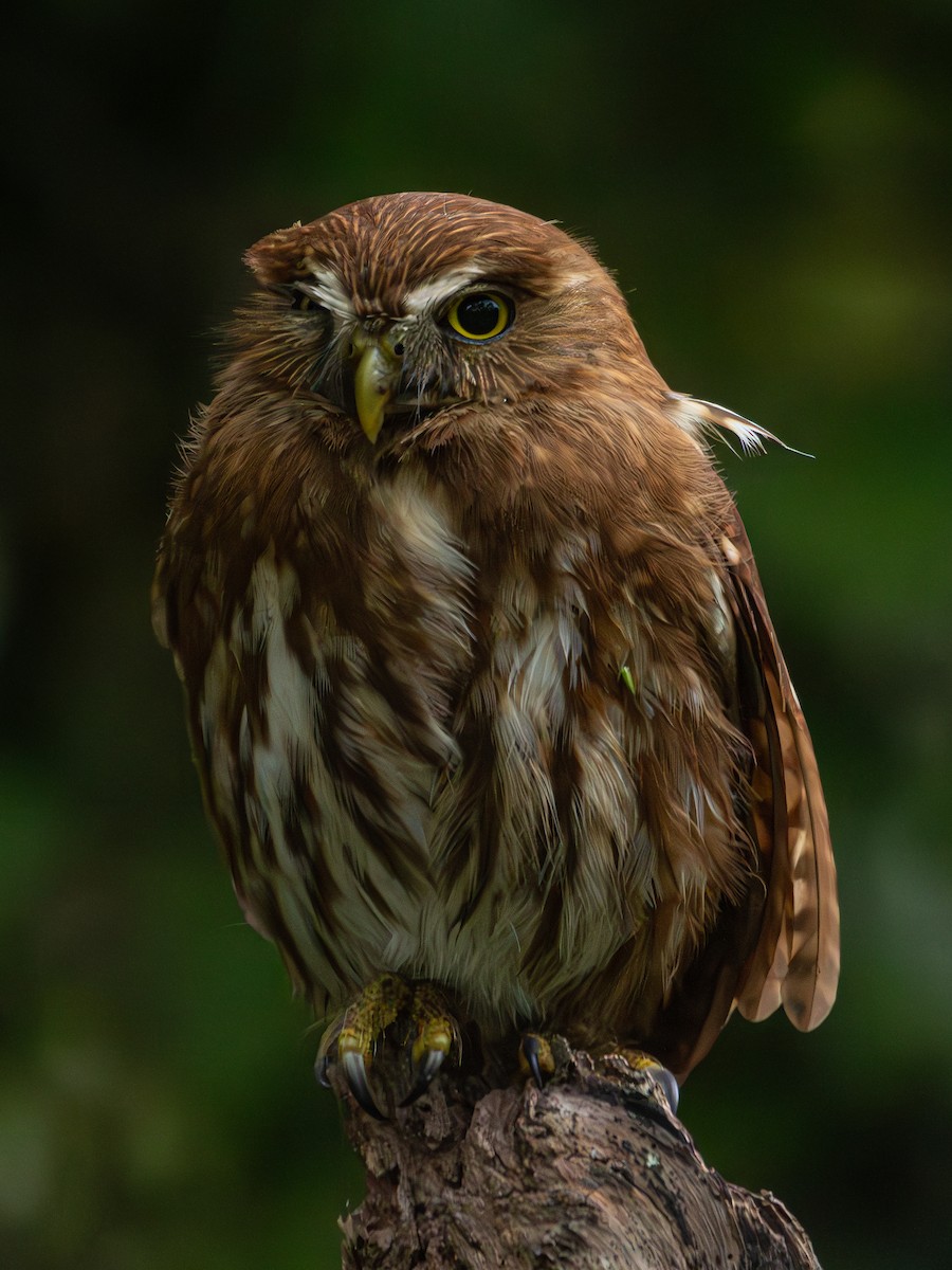 Ferruginous Pygmy-Owl - ML613760442