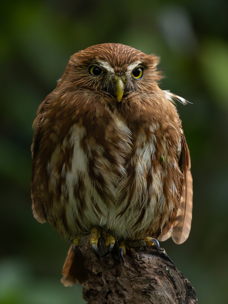 Ferruginous Pygmy-Owl - ML613760445