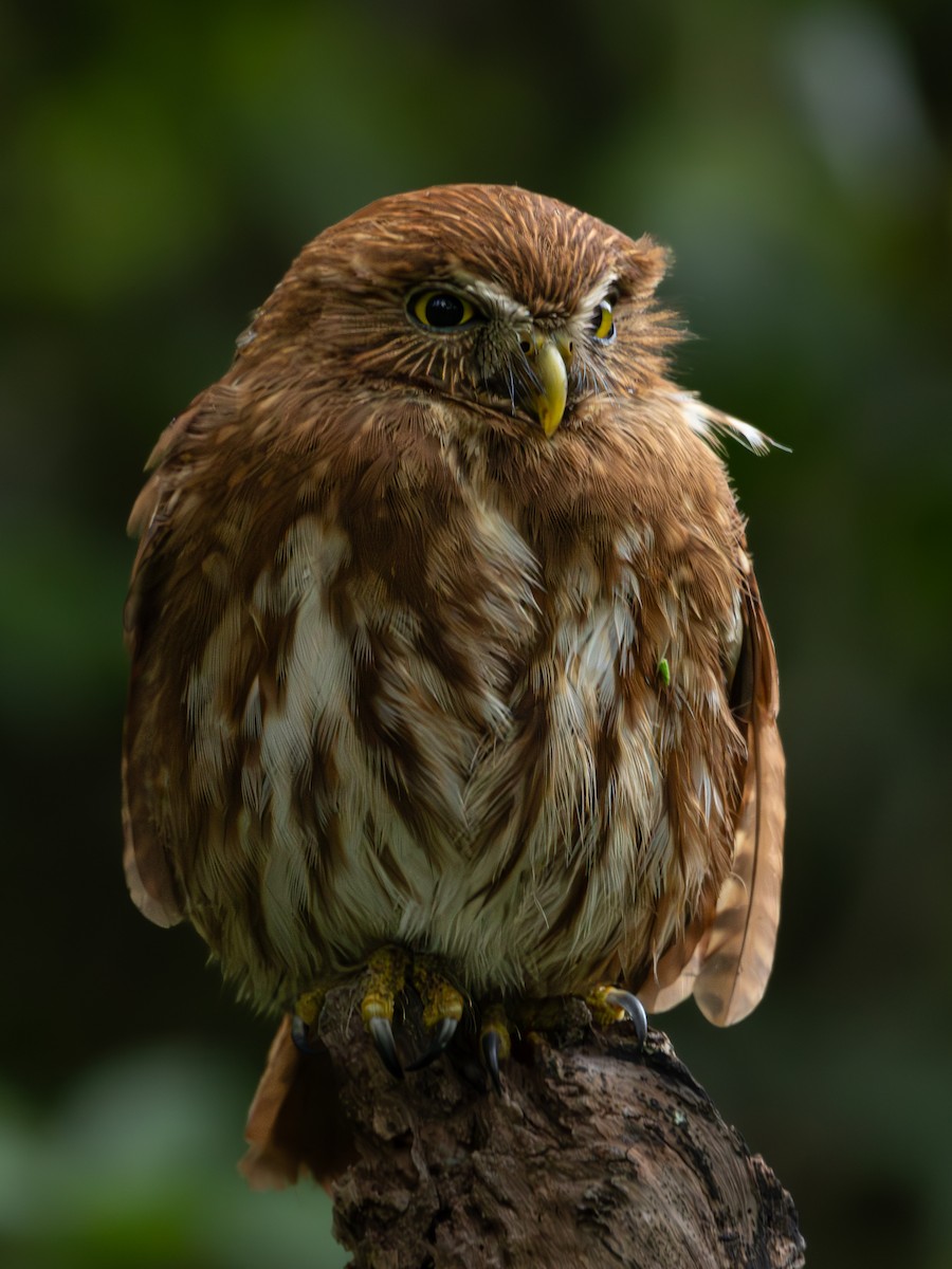 Ferruginous Pygmy-Owl - ML613760448
