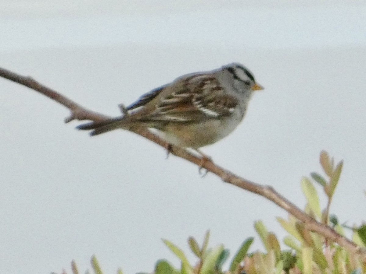 White-crowned Sparrow - ML613760492