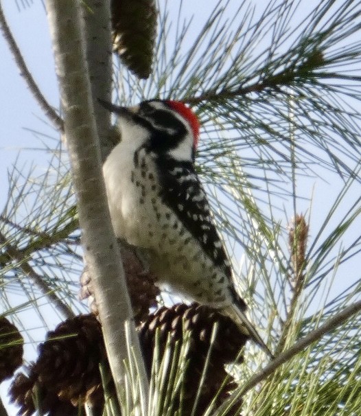 Nuttall's Woodpecker - ML613760499