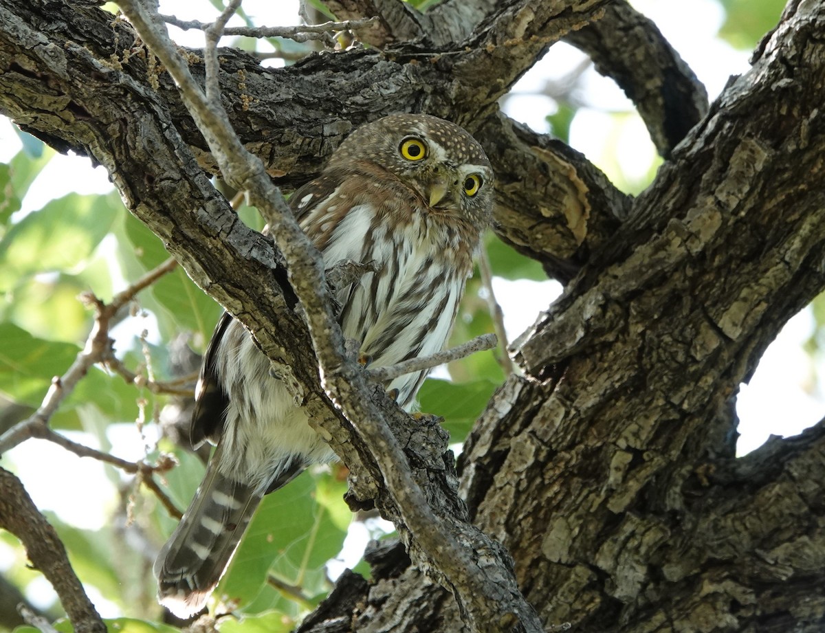 Northern Pygmy-Owl (Cape) - ML613760597