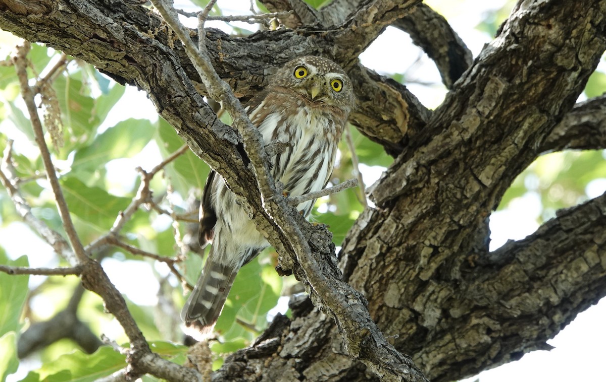 Northern Pygmy-Owl (Cape) - Steve Kornfeld