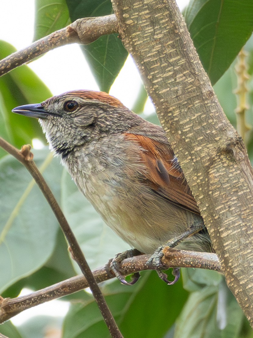 Pale-breasted Spinetail - ML613760736