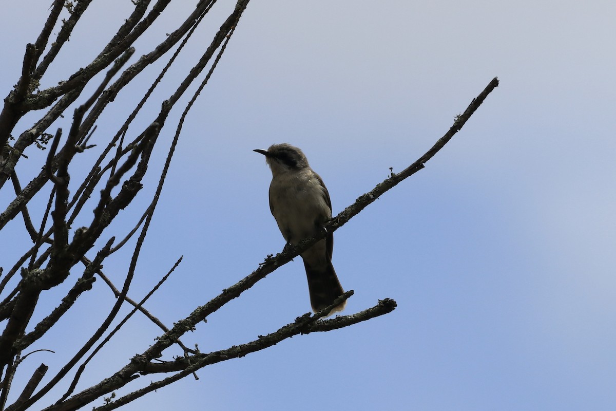 Black-eared Cuckoo - ML613760874