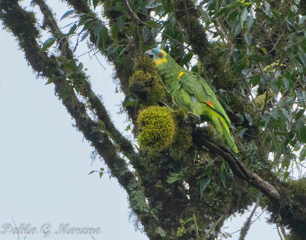 Turquoise-fronted Parrot - Pablo Moreno