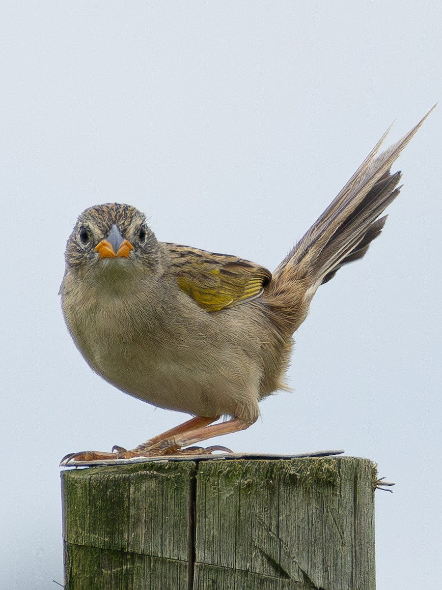 Wedge-tailed Grass-Finch - ML613761077