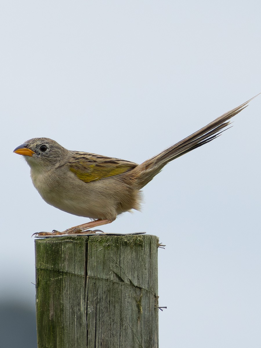 Wedge-tailed Grass-Finch - ML613761078