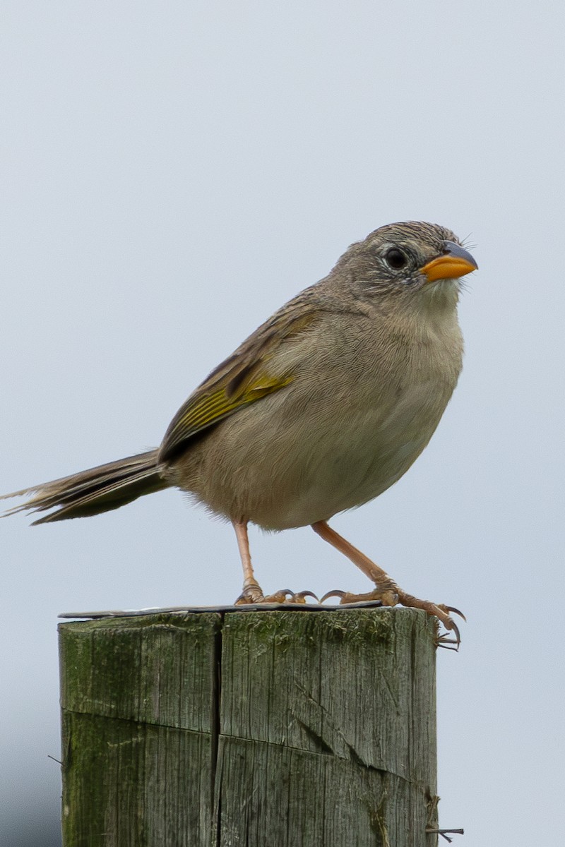 Wedge-tailed Grass-Finch - ML613761079