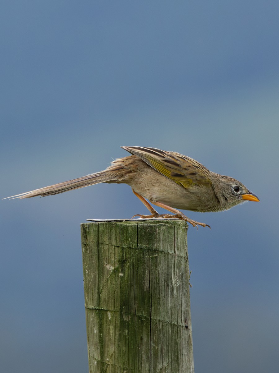 Wedge-tailed Grass-Finch - ML613761080