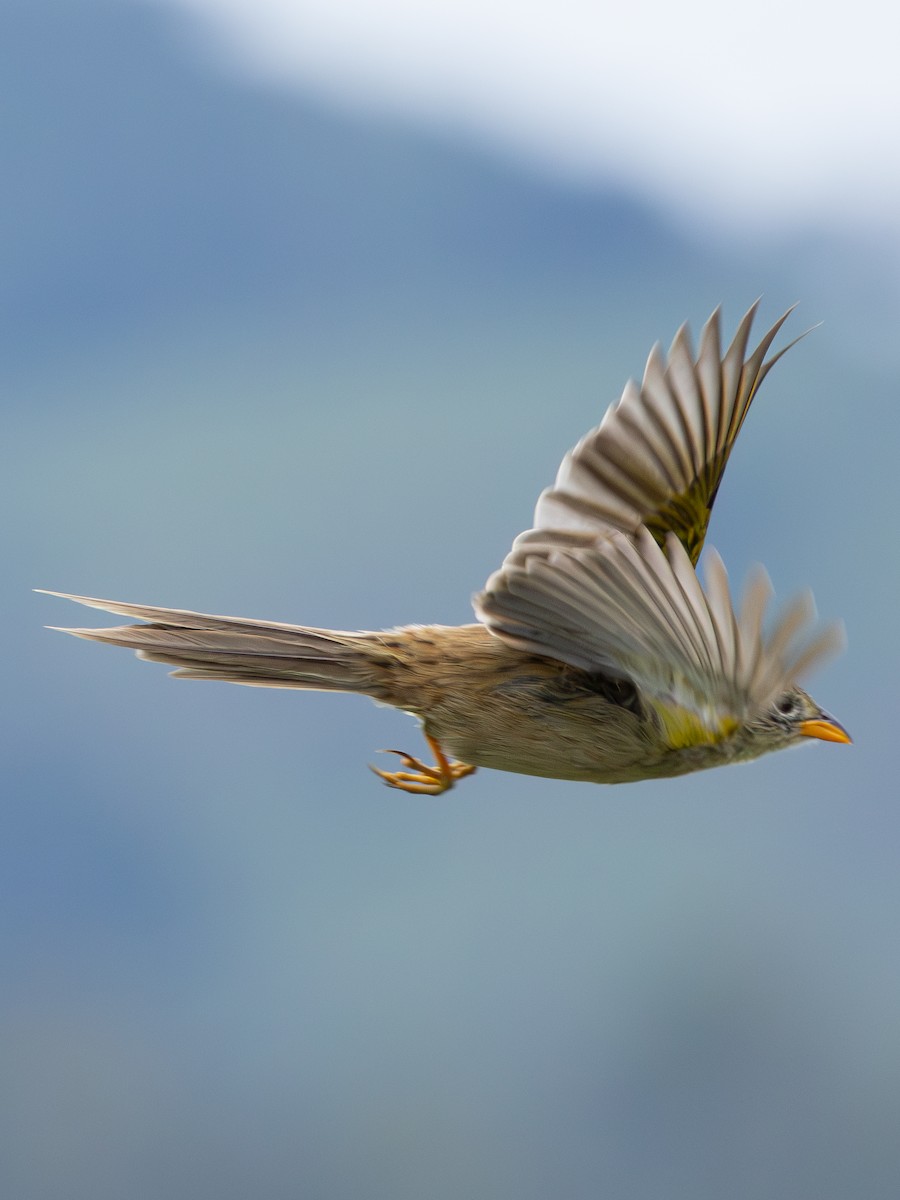 Wedge-tailed Grass-Finch - ML613761081