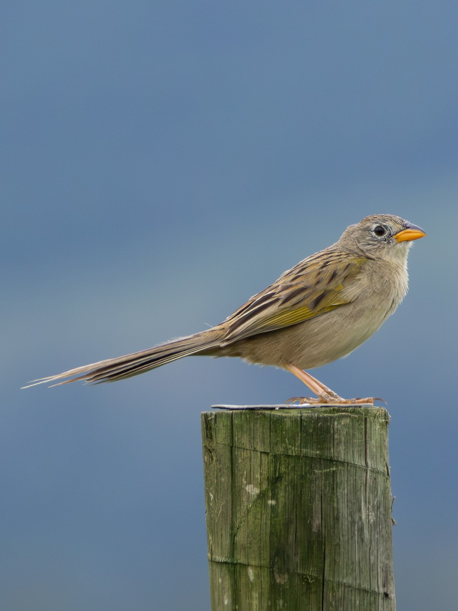 Wedge-tailed Grass-Finch - ML613761082