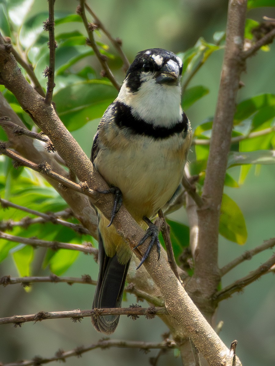 Rusty-collared Seedeater - ML613761172