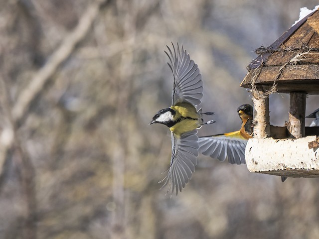 Leaving a bird feeder. - Great Tit - 