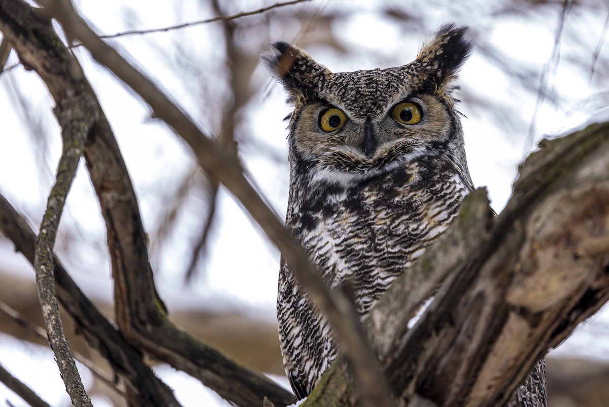 Great Horned Owl - ML613761434