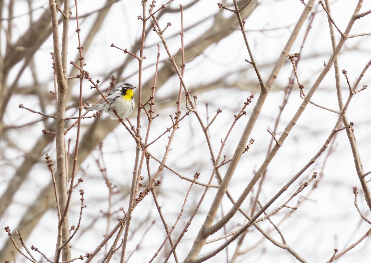 Yellow-throated Warbler - ML613761851