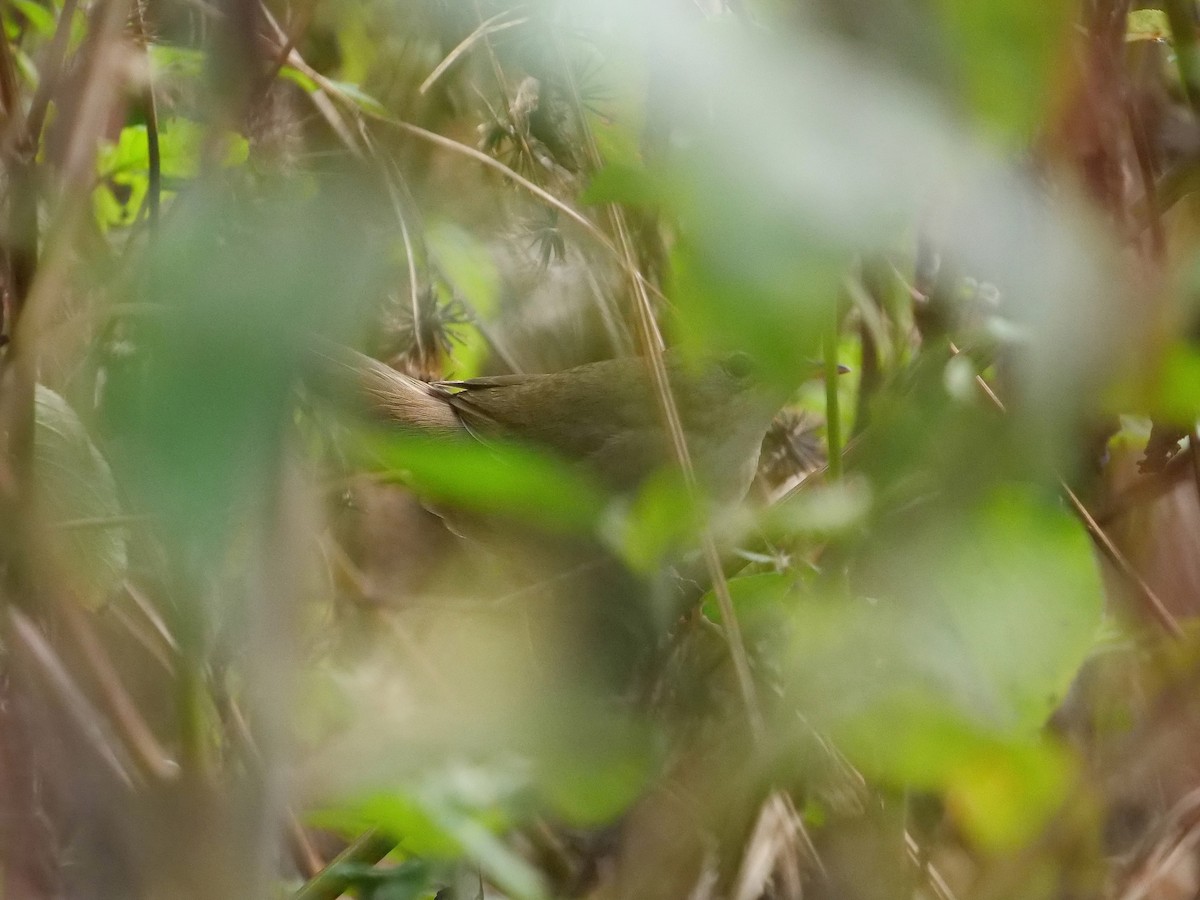 Chinese Bush Warbler - ML613762072