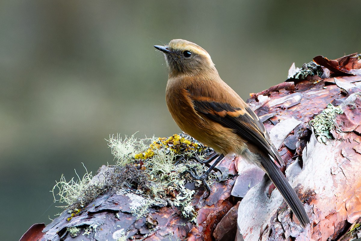 Brown-backed Chat-Tyrant - ML613762115