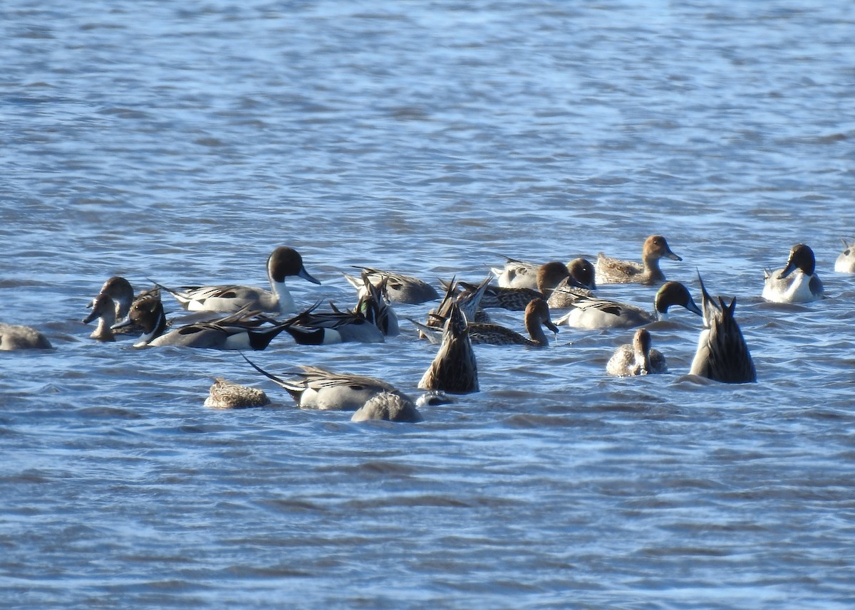eBird Checklist 20 Jan 2024 Merritt Island NWRBlack Point