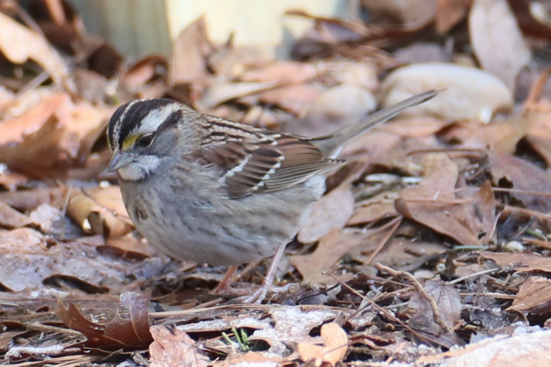 White-throated Sparrow - ML613763073
