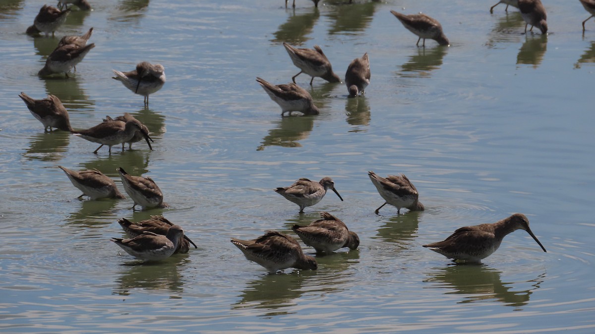 Long-billed Dowitcher - ML613763123