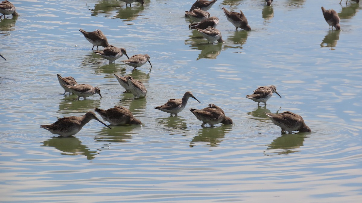 Long-billed Dowitcher - ML613763124