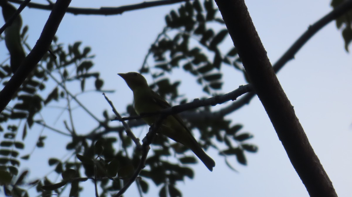 Western Tanager - ML613763374