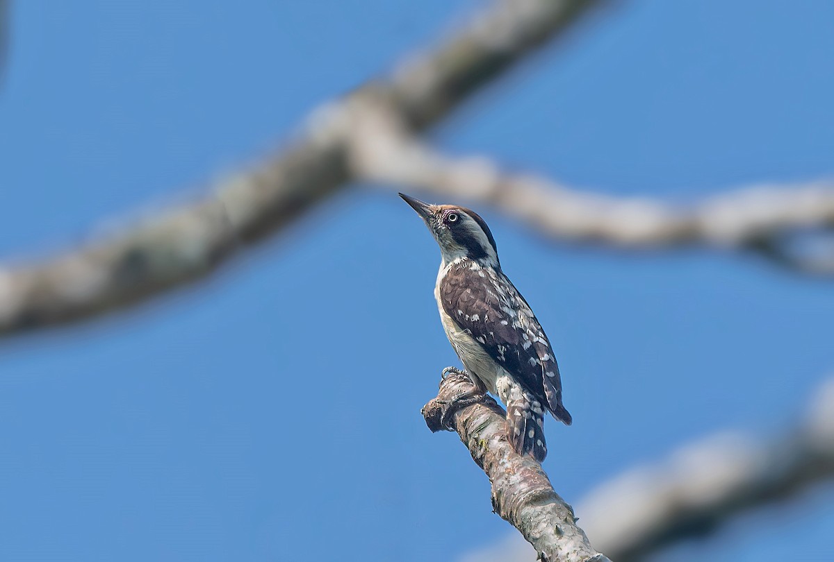 Brown-capped Pygmy Woodpecker - Rajkumar Das