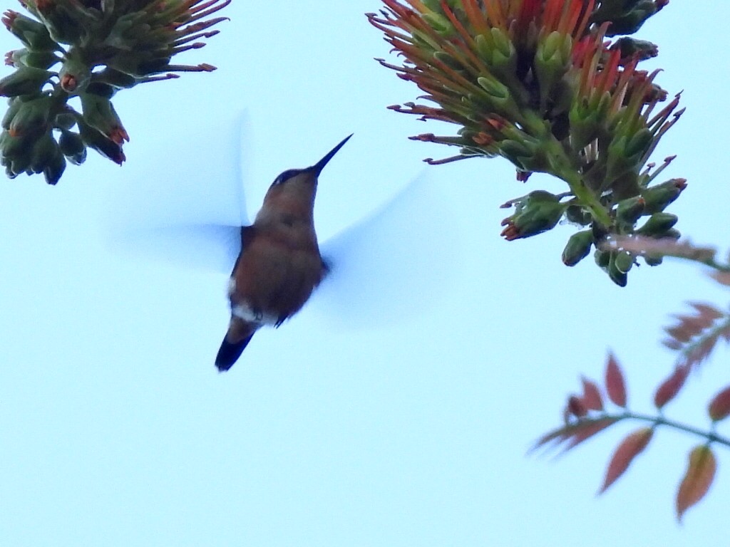 Sparkling-tailed Hummingbird - ML613763843