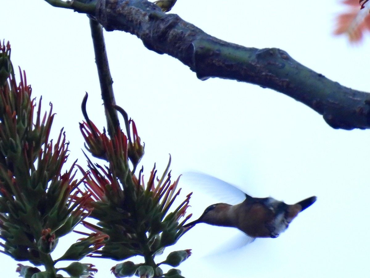 Sparkling-tailed Hummingbird - ML613763845