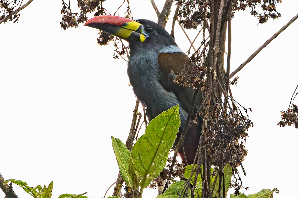 Gray-breasted Mountain-Toucan - ML613763870