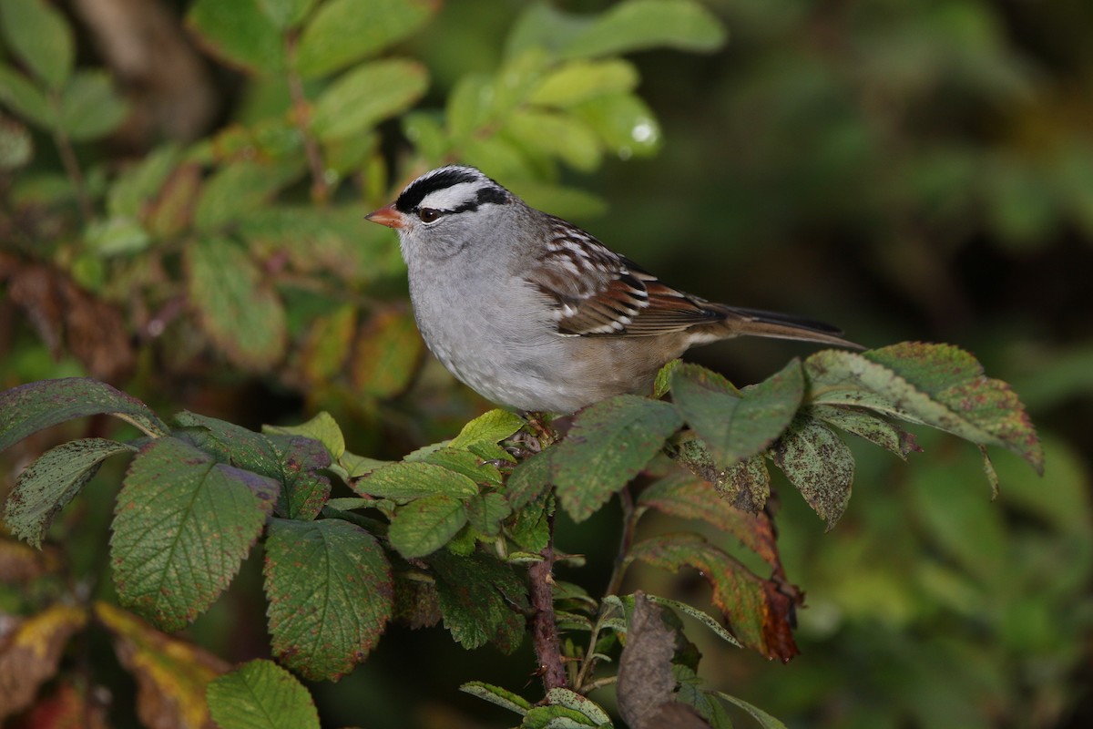 White-crowned Sparrow - Quentin Betencourt