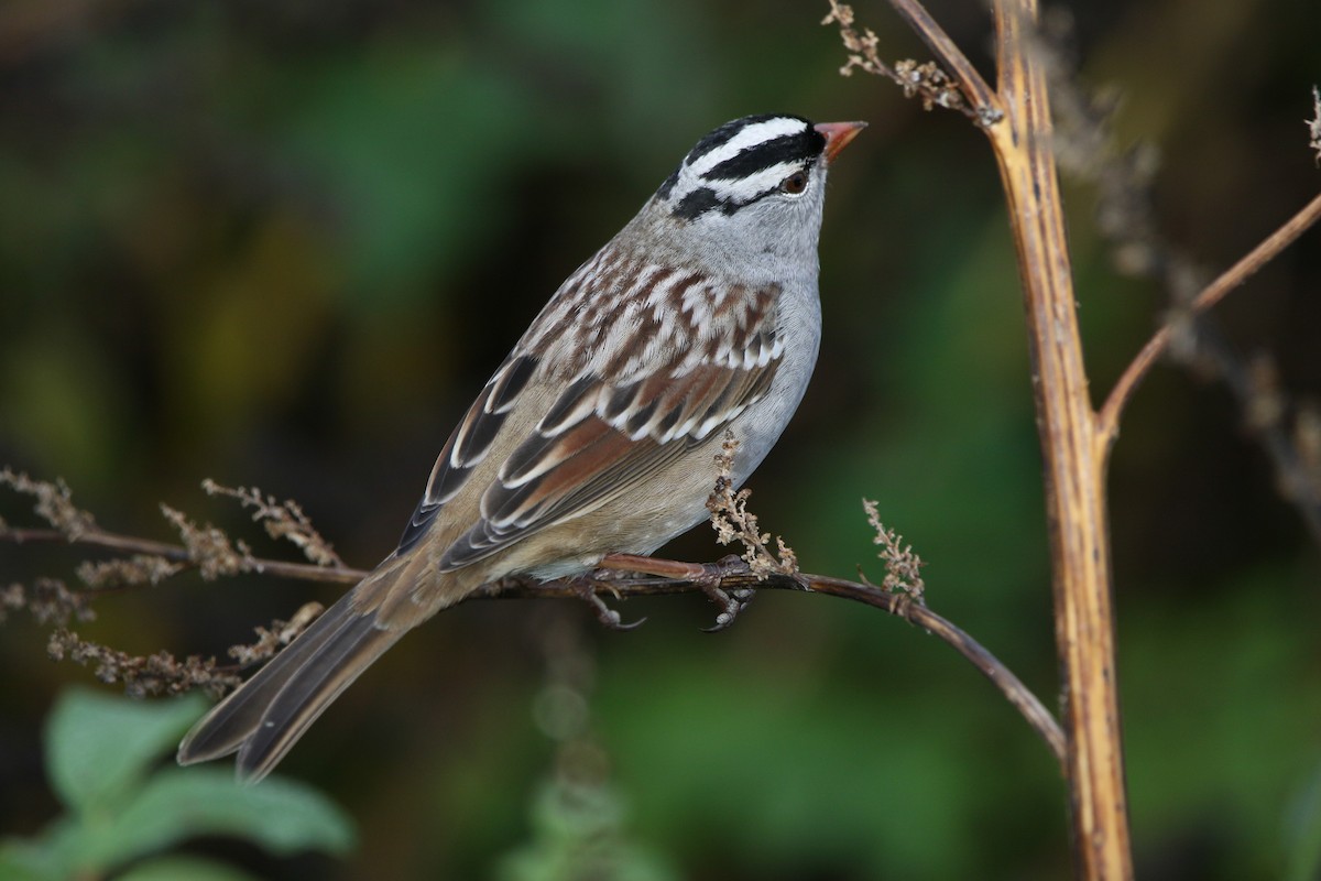 White-crowned Sparrow - ML613763882