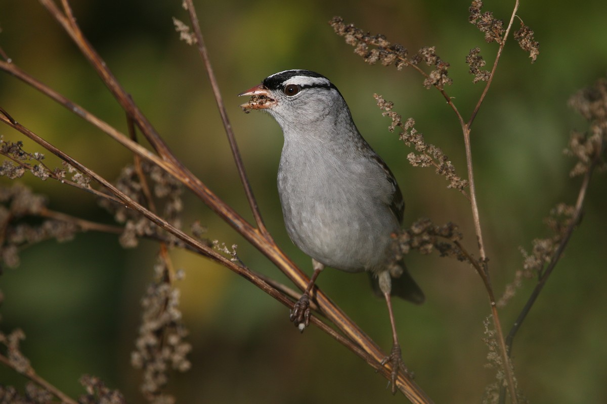 White-crowned Sparrow - Quentin Betencourt