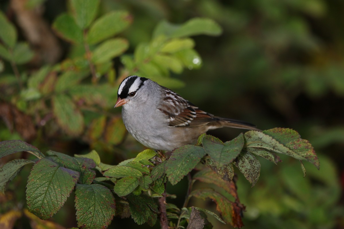 White-crowned Sparrow - ML613763884