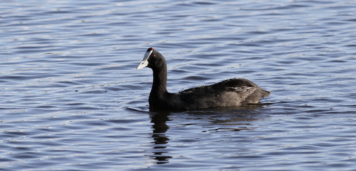 Red-knobbed Coot - ML613763940