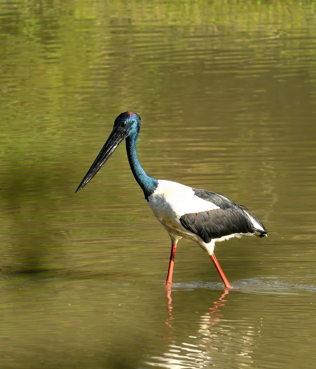 Black-necked Stork - Saubhik Ghosh