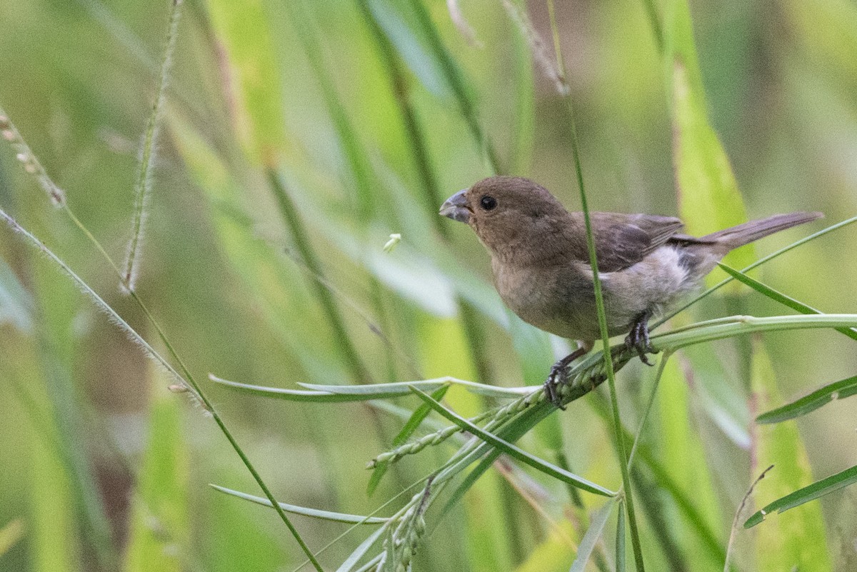 Double-collared Seedeater - ML613764618