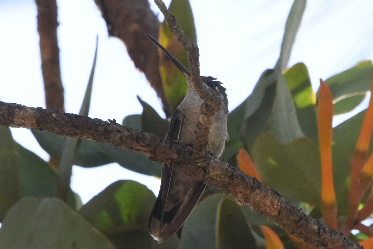 Rivoli's Hummingbird - ML613765027