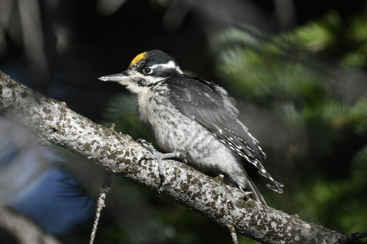 American Three-toed Woodpecker (Rocky Mts.) - ML613765081
