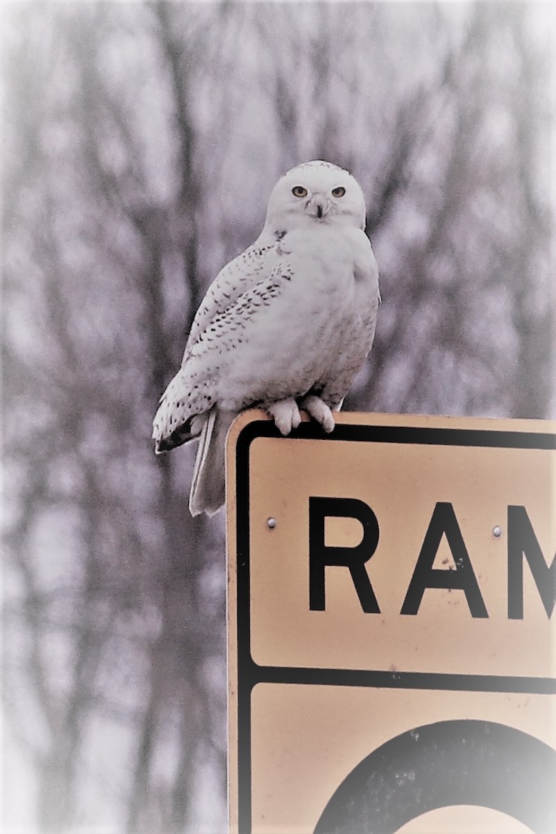 Snowy Owl - ML613765139