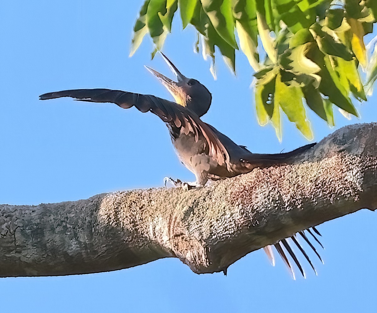 Great Slaty Woodpecker - ML613765180