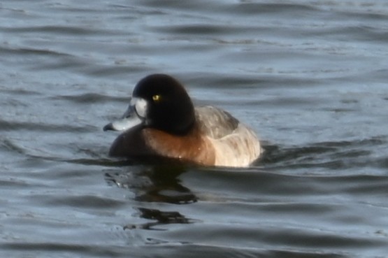 Greater Scaup - ML613765337