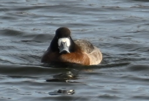 Greater Scaup - ML613765338